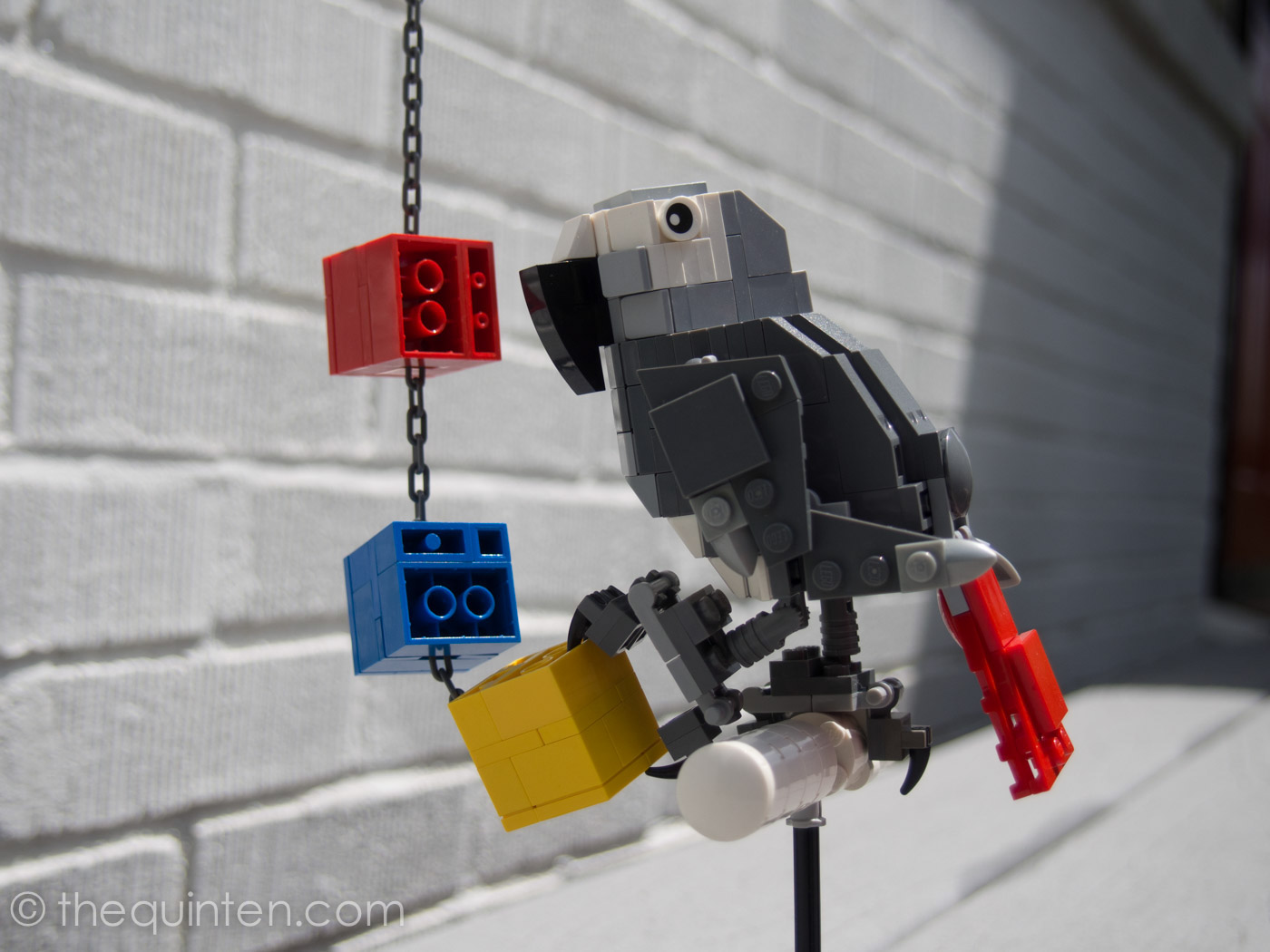 Earl the African Grey Parrot